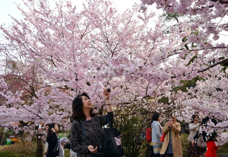 Cherry trees reach full bloom in Tokyo