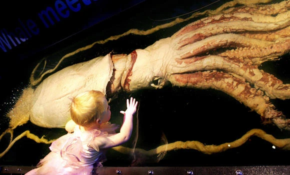 Squid’s in: Scientists dive into monster’s gene pool