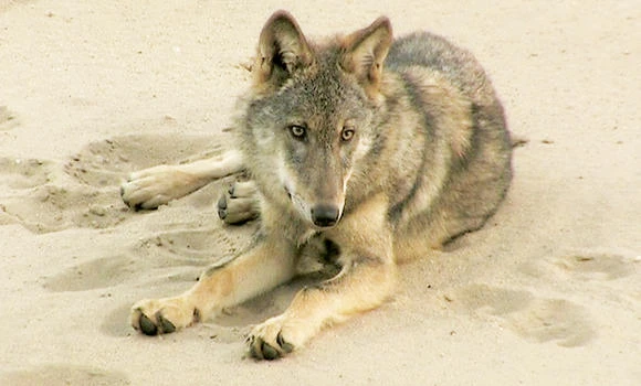 German villagers bury ‘Big Bad Wolf’ fears