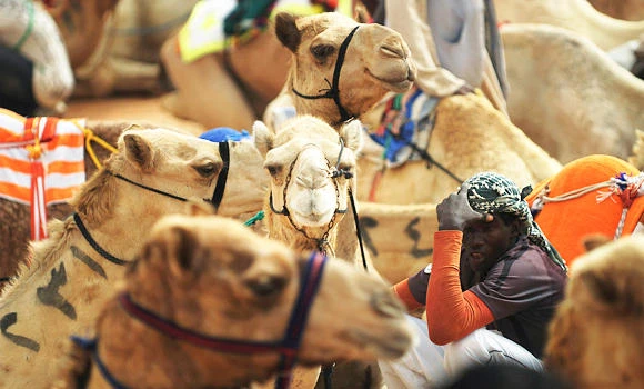 The curious case of the Arctic camel