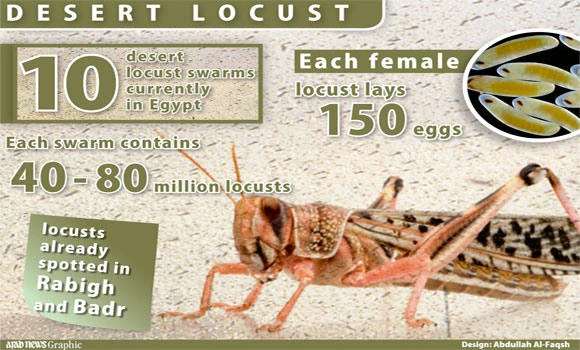 The locusts are coming