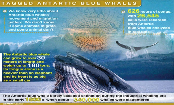 World’s biggest creature tracked by its song