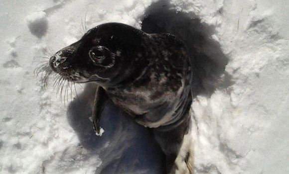 Swedes mystified by seal pup found in forest
