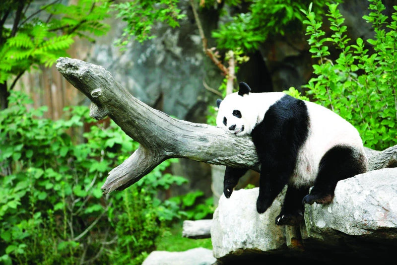 Panda-mating a bust, science takes over