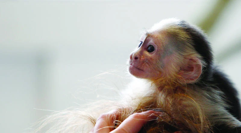 Germans give Justin Bieber a month to pick up pet monkey