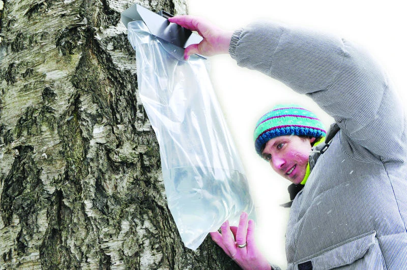 Birch juice season takes Latvia by storm