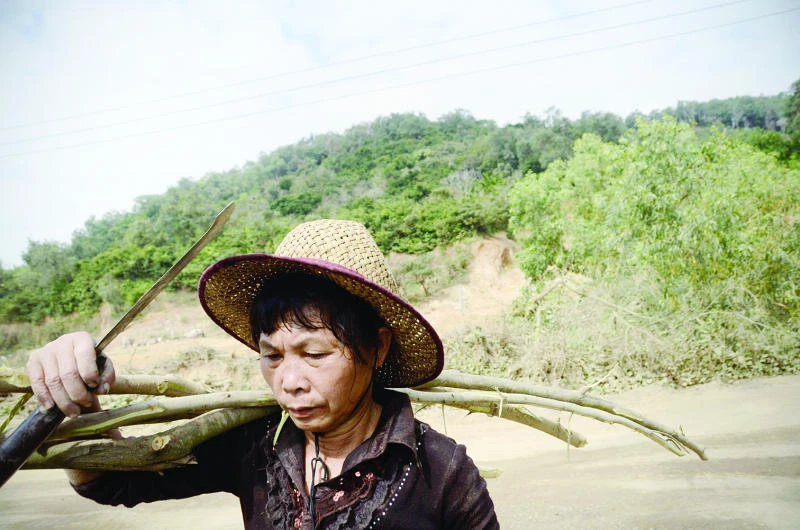 Activist silenced as China island forests destroyed