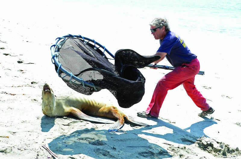 Mass sea lion strandings baffle California