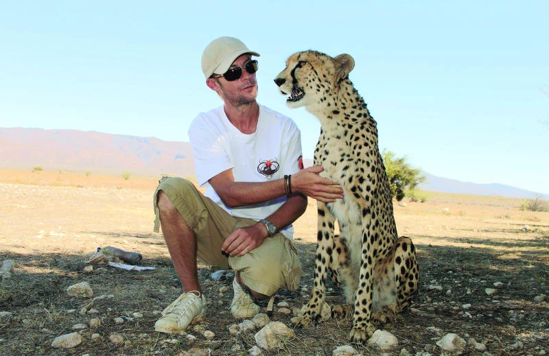 Cheetahs in race to survive