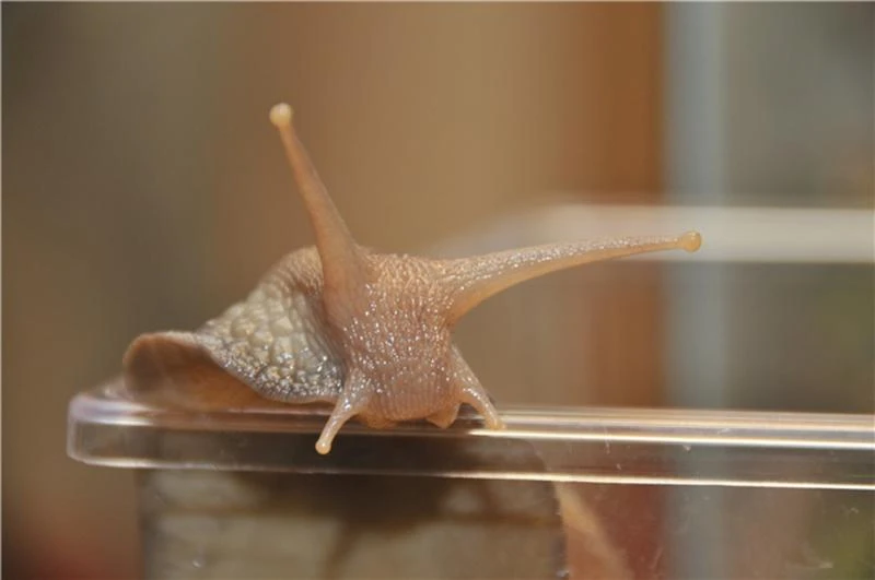 Florida battles slimy invasion by giant snails