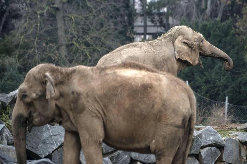 France’s death row elephants to get royal treatment