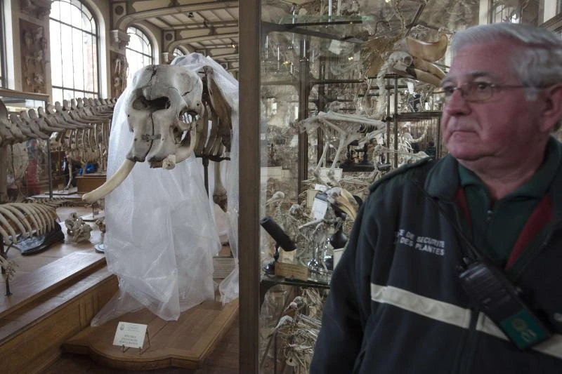 Paris chainsaw thief hacks off Sun King elephant tusk