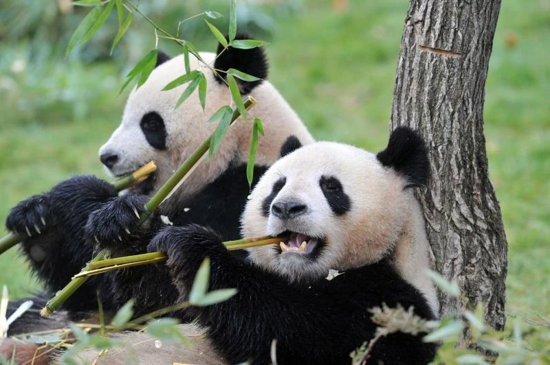French zoo to recycle dung of celebrity pandas