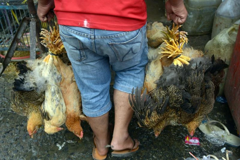After China, bird flu deaths in Cambodia baffling medical experts