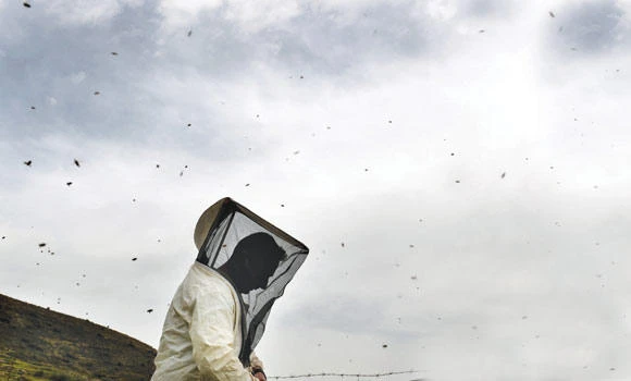 Life is sweet for beekeepers in Greece, but for how long?