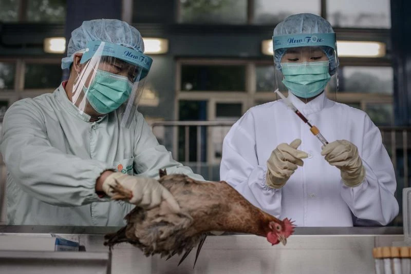 New bird flu strain reaches Beijing