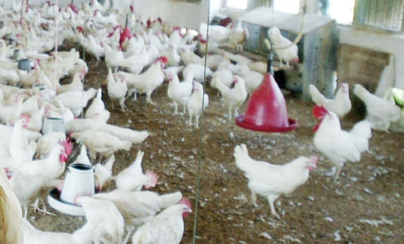 5,000 expired poultry products being sold every day in Riyadh