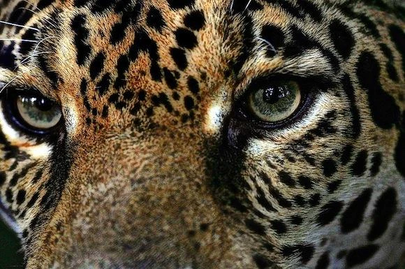 Jaguar kills fisherman in Colombia