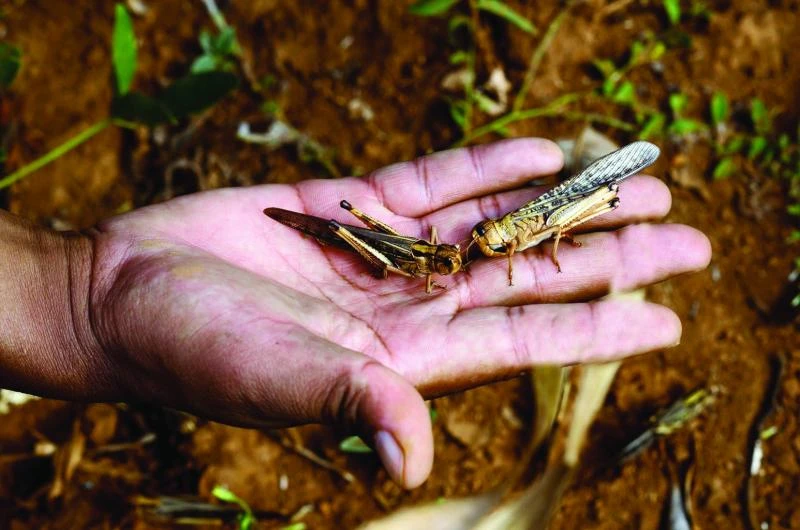 Madagascar hit by locust plague