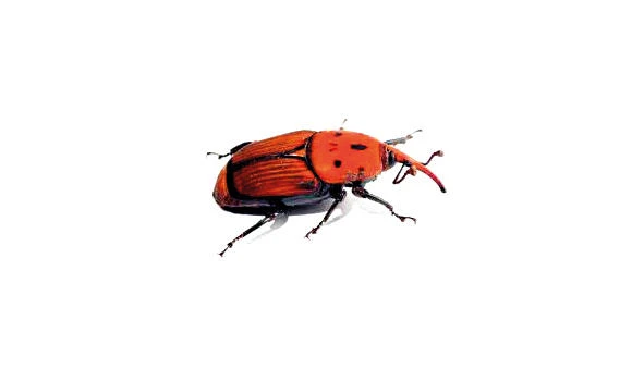 Red weevil pest threatens 6 million palm trees