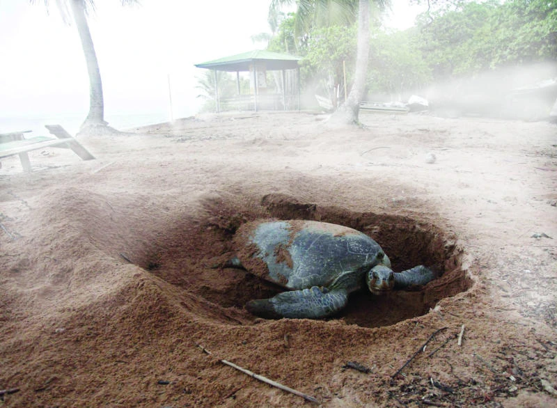 Leatherback turtles rebound in the Caribbean