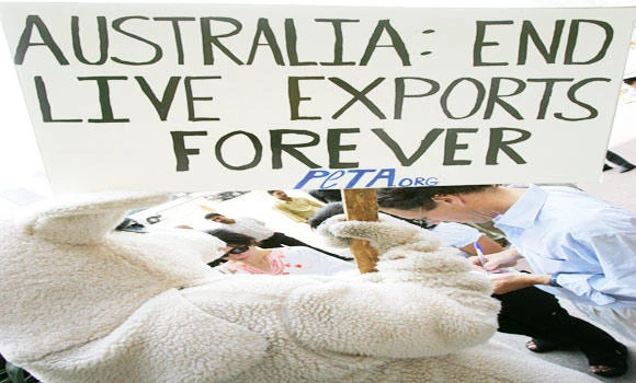 Australia suspends cattle exports to Egypt as video shows animal cruelty