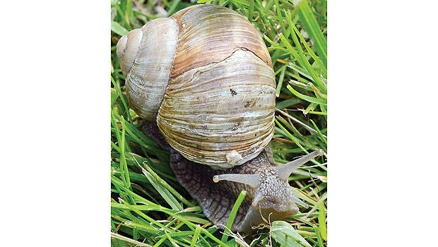 Polish snail farms inch toward huge potential