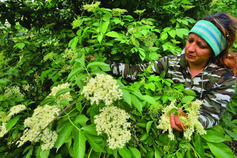 Elderflowers make Romania’s rural economy blossom