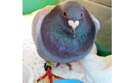 Japanese racing pigeon flies across Pacific to Canada