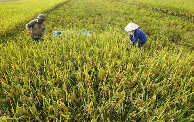 New research points to turning point in human diet