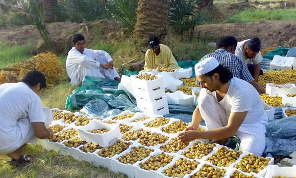 Labor shortage endangers date crop in Madinah