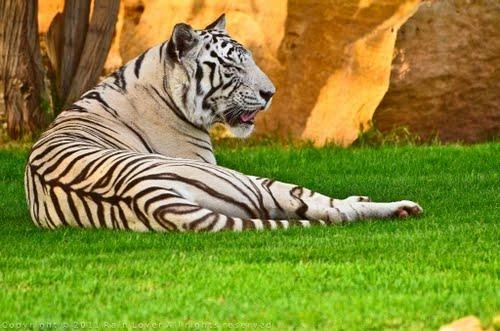 Diversity of wildlife great attraction for KSA tourists