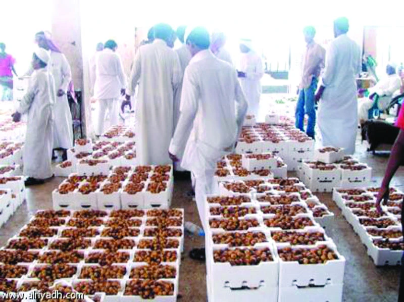 Date harvest coincides with Ramadan this year