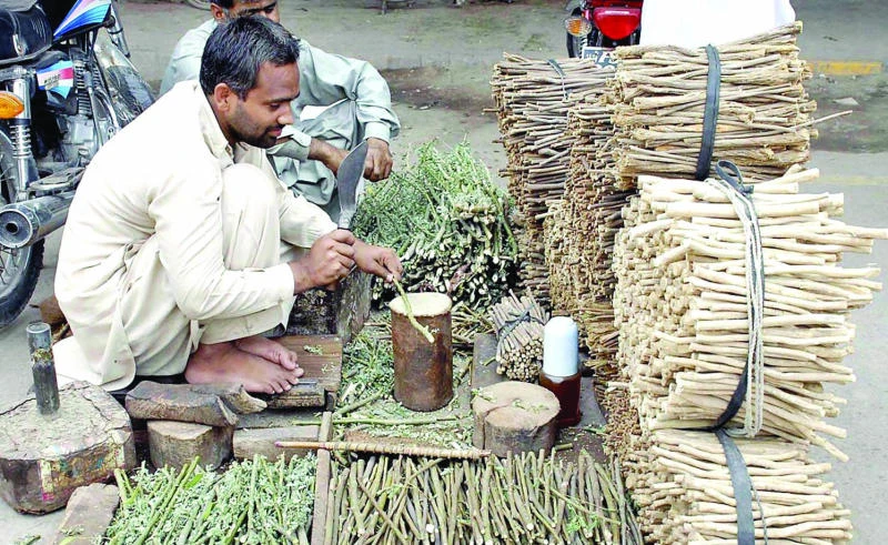 Religious background of miswak and its medical implications
