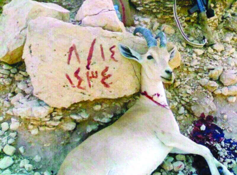 SWA condemns killing of endangered species