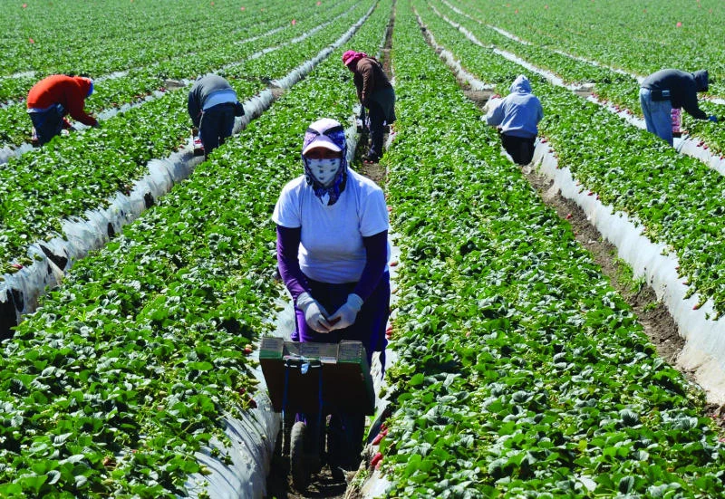 US immigration system could be red tape nightmare