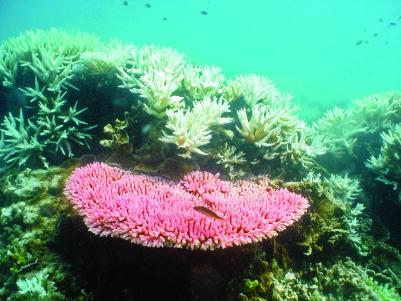 Australia’s Barrier Reef slips into ‘poor’ health