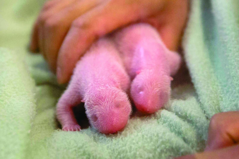 Giant panda gives birth to twins at Atlanta zoo