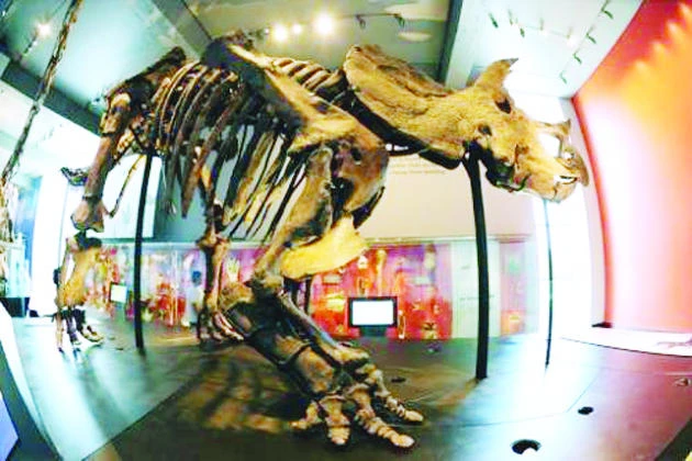 Weird fossil sheds light on dinosaurs’ lost continent