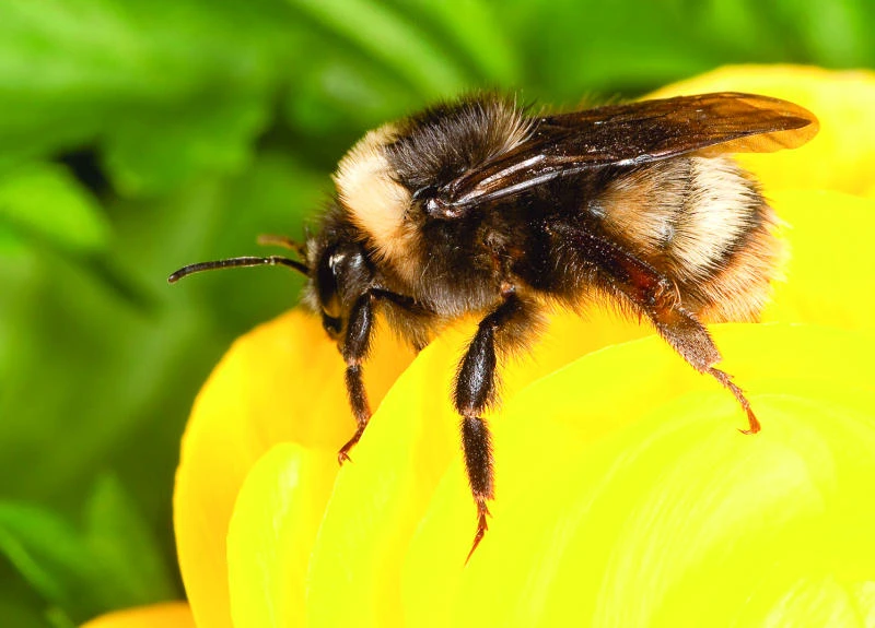 Bumblebees back in Seattle