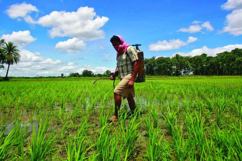 The poison pill in India’s search for cheap food