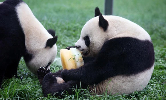 Chinese ‘Giant panda channel’ coming to Internet: Xinhua