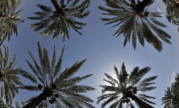 Young Saudi converts
date palm trees waste
into coal, firewood