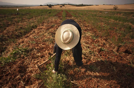 Unemployed dig for work in Spain’s neglected farmland