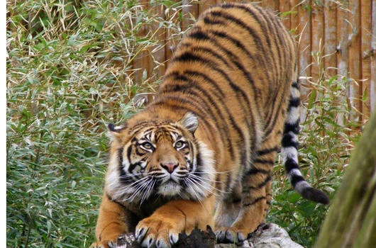 Indonesians trapped up tree by snarling tigers