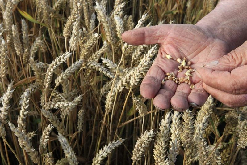 Grains council raises global wheat crop outlook, trims maize
