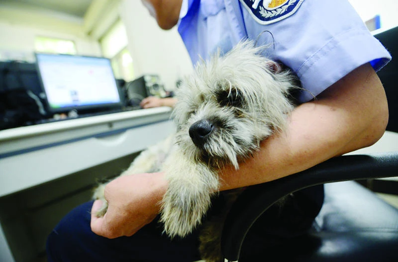 Beijing cop goes off the leash to rescue dogs