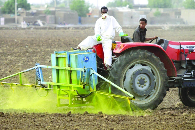 Rice plants seed of hope on Sudan’s damaged farms