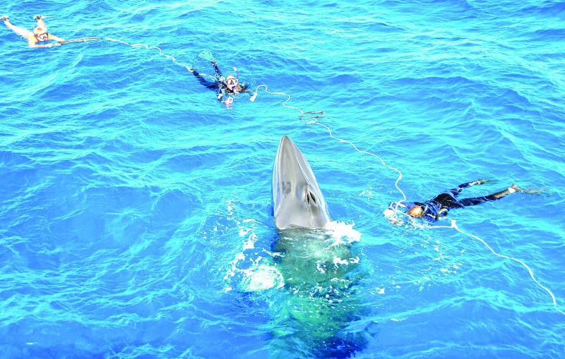 World-first study to know what dwarf minke whales did last summer