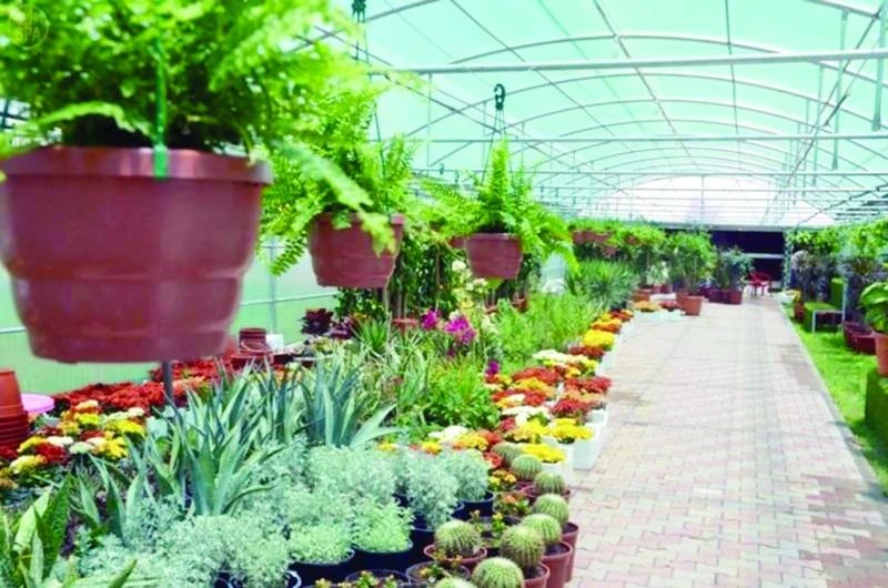 Taif municipality plans to expand its plant nurseries